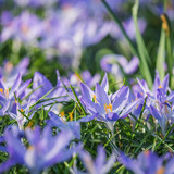couleur crocuses 10150026 1280