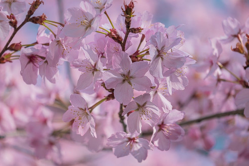 couleur cherry blossoms 10192445 1280.jpg