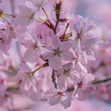 couleur cherry blossoms 10192445 1280