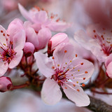 akirevarga spring 10194616 1280