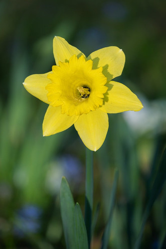 couleur daffodil 10150022 1280.jpg