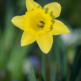 couleur daffodil 10150022 1280