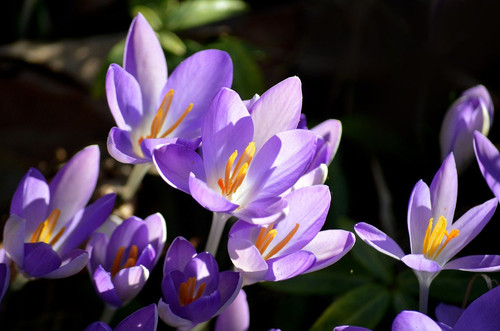 neelam279 crocuses 10156904 1280.jpg