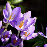 neelam279 crocuses 10156904 1280