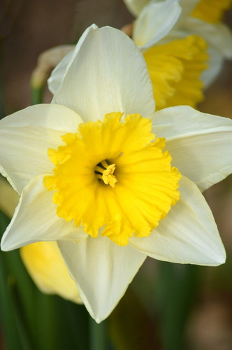neelam279 daffodil 10188795 1280.jpg