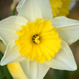 neelam279 daffodil 10188795 1280