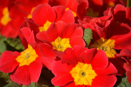 neelam279 primroses 10190592 1280.jpg