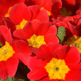 neelam279 primroses 10190592 1280