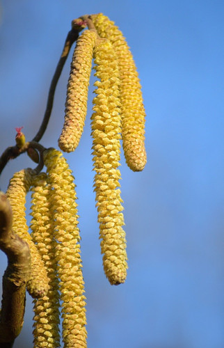 neelam279 hazelnut 10160537 1280.jpg