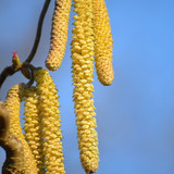 neelam279 hazelnut 10160537 1280