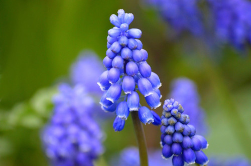 neelam279 grape hyacinths 10115707 1280.jpg