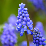 neelam279 grape hyacinths 10115707 1280