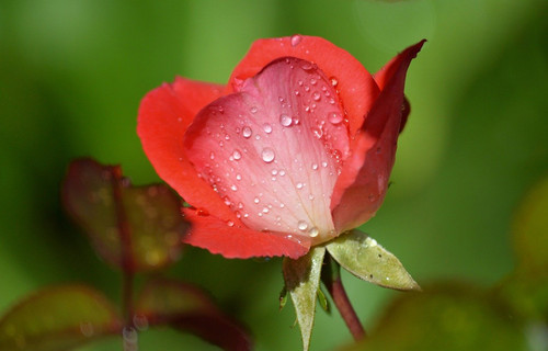 neelam279 rose 10115572 1280.jpg