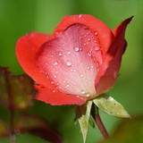 neelam279 rose 10115572 1280