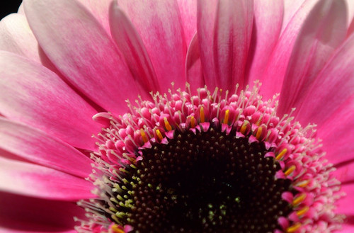 neelam279 gerbera 10208724 1280.jpg