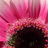 neelam279 gerbera 10208724 1280