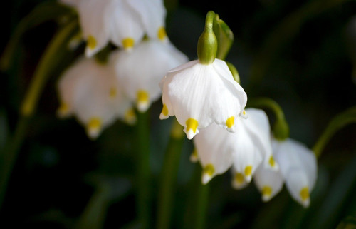 neelam279 snowflake 10167564 1280.jpg