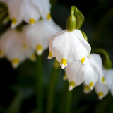 neelam279 snowflake 10167564 1280