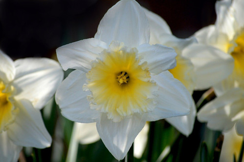 neelam279 white daffodil 10172120 1280.jpg