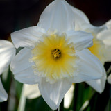 neelam279 white daffodil 10172120 1280