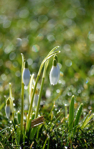 neelam279 snowdrop 10154915 1280.jpg