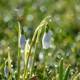 neelam279 snowdrop 10154915 1280