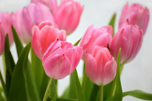 neelam279 tulips 10109332 1280.jpg