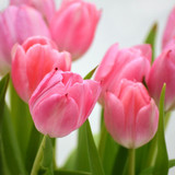 neelam279 tulips 10109332 1280