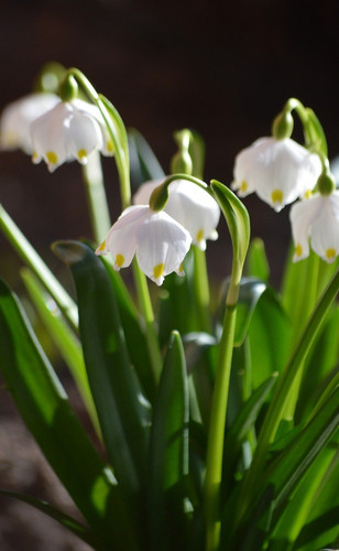 neelam279 snowflake 10160575 1280.jpg