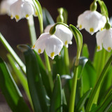 neelam279 snowflake 10160575 1280