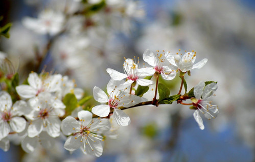 neelam279 wild cherry 10171496 1280.jpg