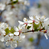 neelam279 wild cherry 10171496 1280