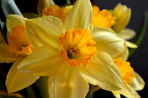 neelam279 white daffodil 10167555 1280.jpg