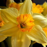 neelam279 white daffodil 10167555 1280