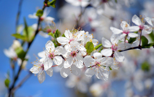 neelam279 wild cherry 10171804 1280.jpg