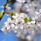 neelam279 wild cherry 10171804 1280