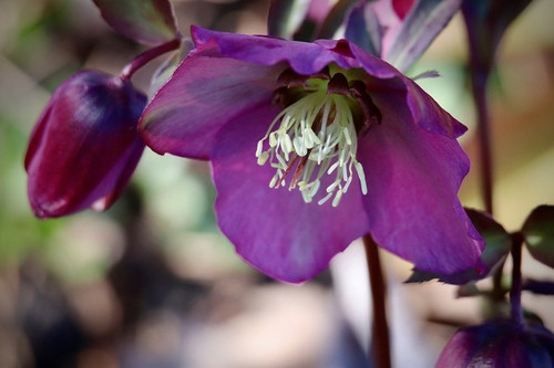 nennieinszweidrei christmas rose 10149938 1280.jpg