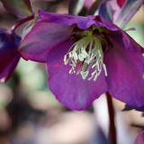 nennieinszweidrei christmas rose 10149938 1280