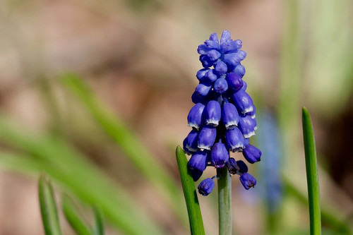 nennieinszweidrei blue flower 10186279 1280.jpg