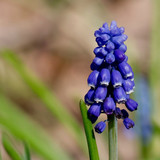 nennieinszweidrei blue flower 10186279 1280