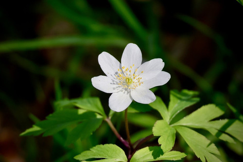 nennieinszweidrei anemone 10186278 1280.jpg