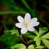 nennieinszweidrei anemone 10186278 1280