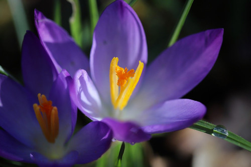 nennieinszweidrei crocus 10110163 1280.jpg