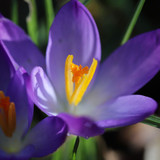 nennieinszweidrei crocus 10110163 1280