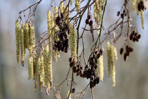 nennieinszweidrei alder 10161872 1280.jpg