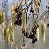 nennieinszweidrei alder 10161872 1280