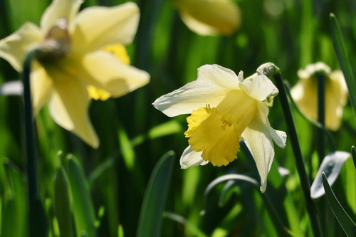 nennieinszweidrei daffodils 10167283 1280.jpg