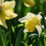 nennieinszweidrei daffodils 10167283 1280
