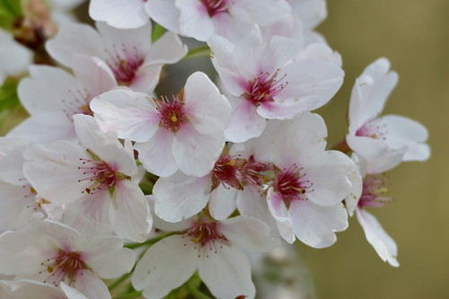 nennieinszweidrei cherry blossom 10189634 1280.jpg