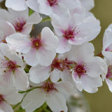 nennieinszweidrei cherry blossom 10189634 1280